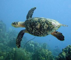 My favorite, the Hawksbill Turtle by Lora Tucker 